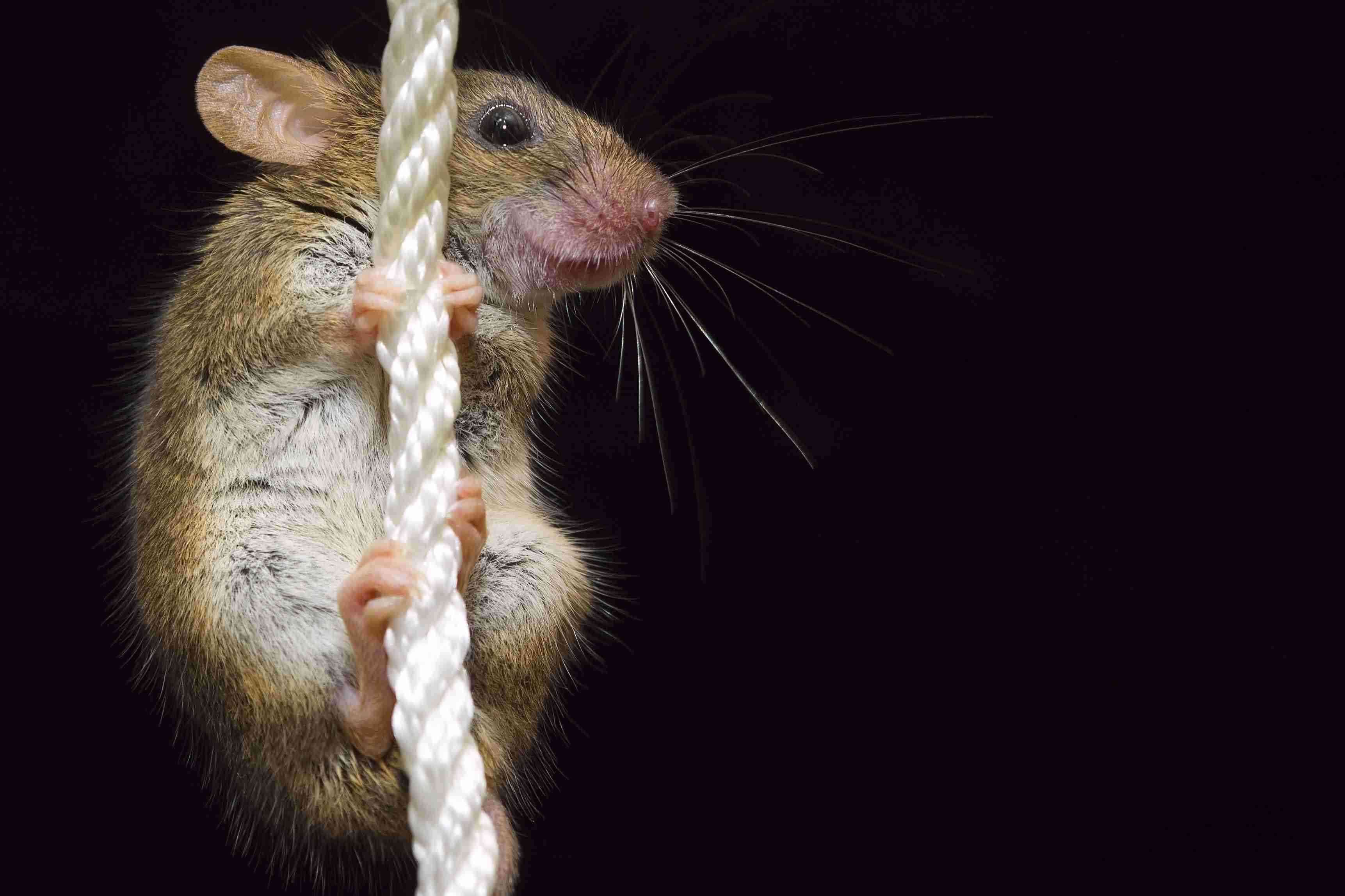 不要小看老鼠智商