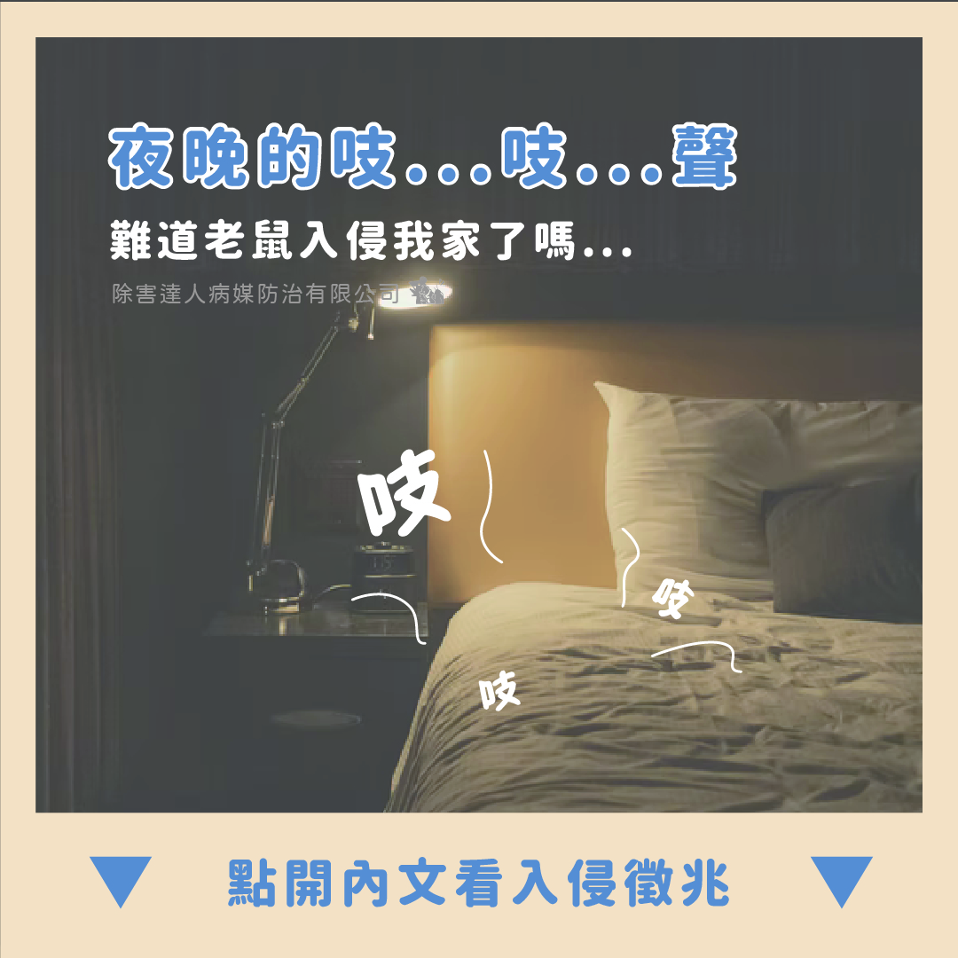 夜晚的吱吱聲…家裡有老鼠的徵兆