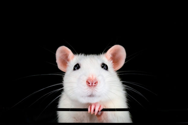 老鼠就像人一樣也會避免傷害同類