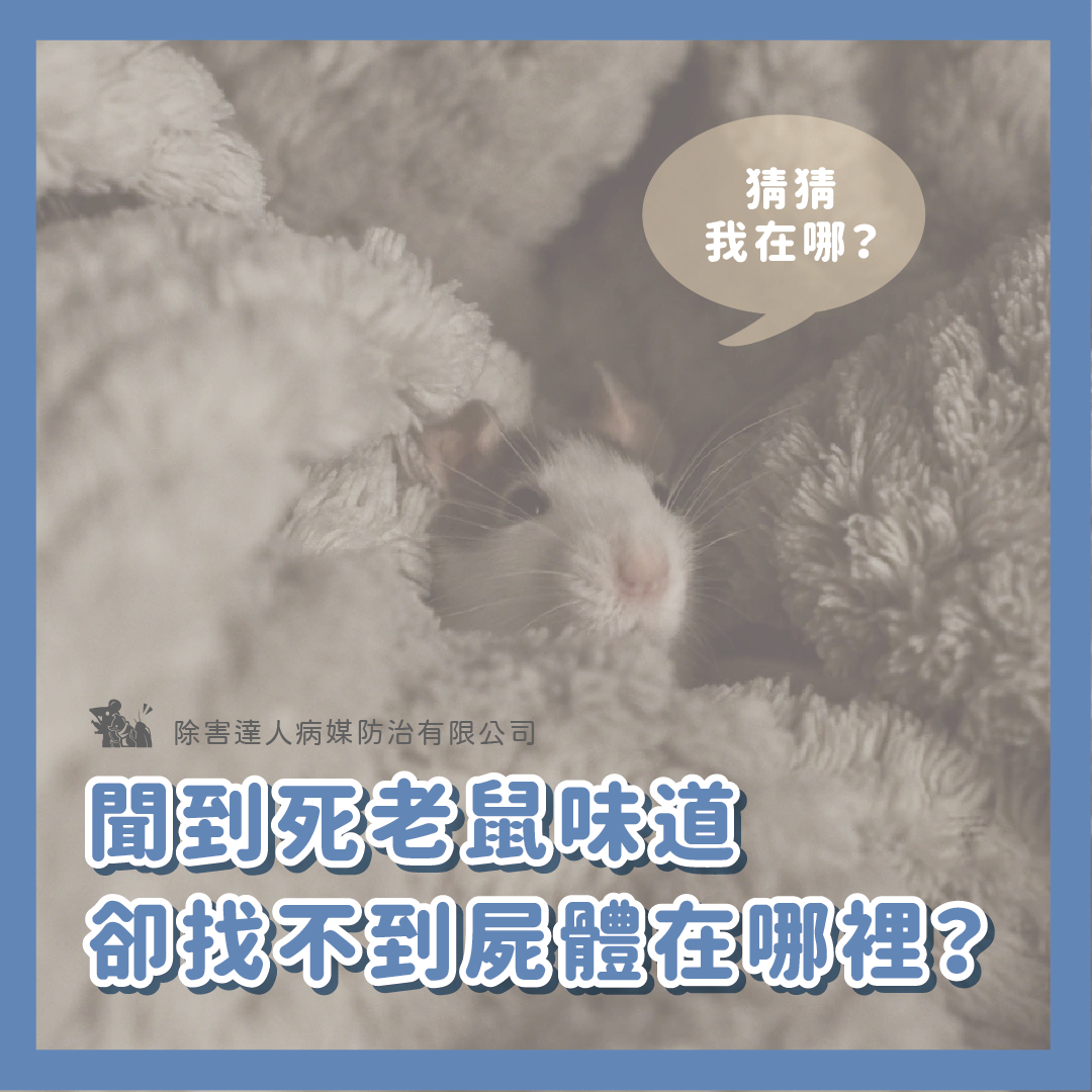 家裡有死老鼠味卻找不到屍體？