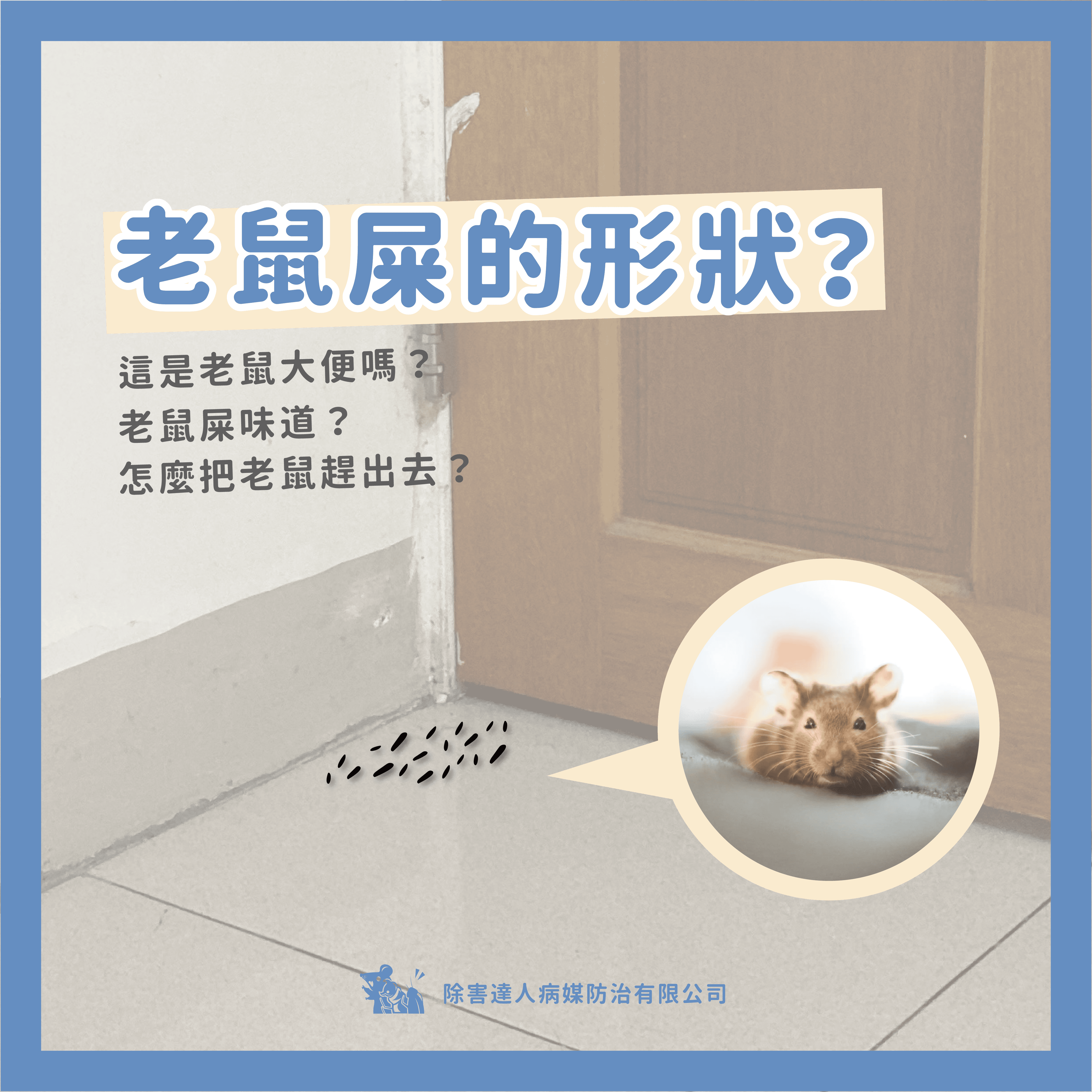 老鼠屎長怎樣.png